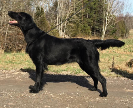 Wildzeal Roses And Dreams